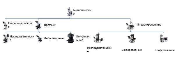 Виды биологических микроскопов